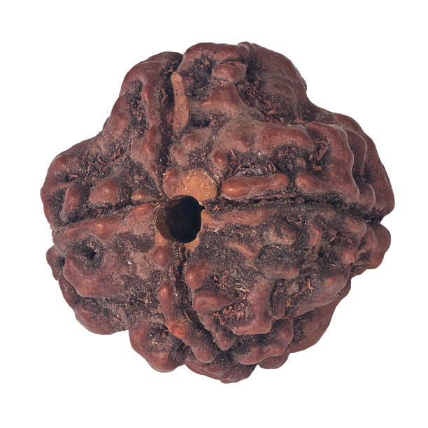 5 Mukhi Rudraksha Benefits for Stress Relief and Mental Peace 5 mukhi rudraksha benefits